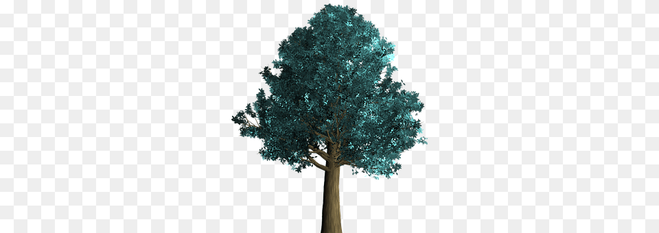 Tree Plant, Oak, Sycamore, Tree Trunk Png
