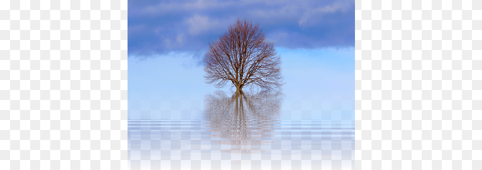 Tree Nature, Outdoors, Plant, Scenery Free Transparent Png