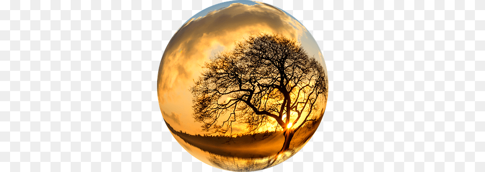 Tree Sphere, Plant, Photography, Sky Free Png