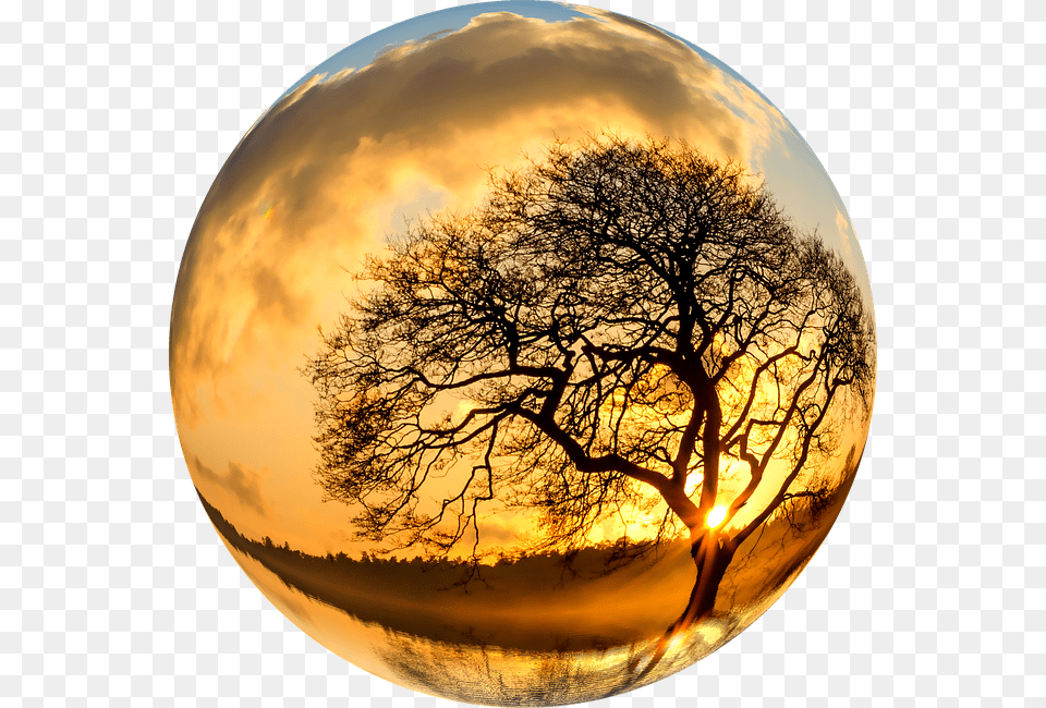 Tree Sphere, Plant, Photography, Outdoors Png