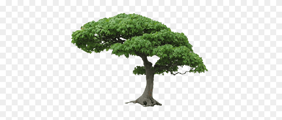 Tree, Plant, Potted Plant, Oak, Sycamore Png Image