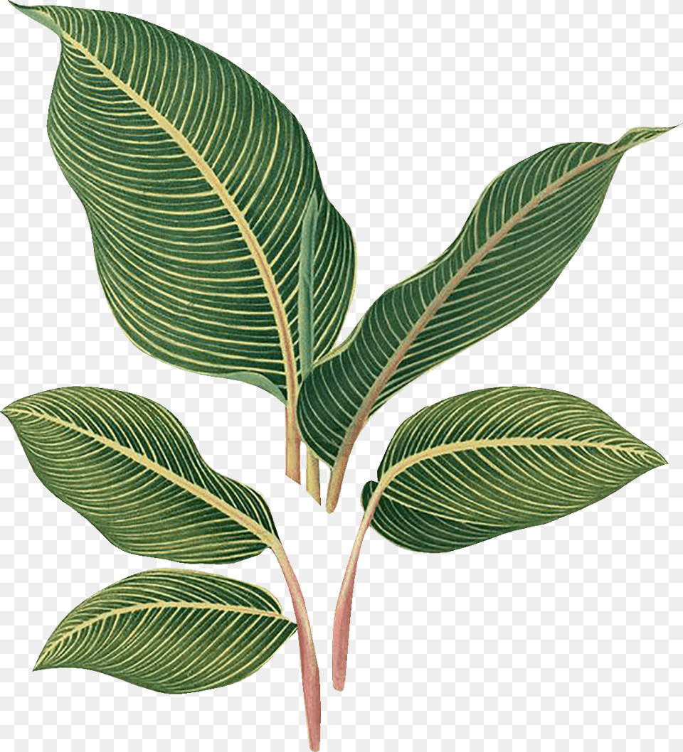 Tree, Leaf, Plant, Herbal, Herbs Free Png Download