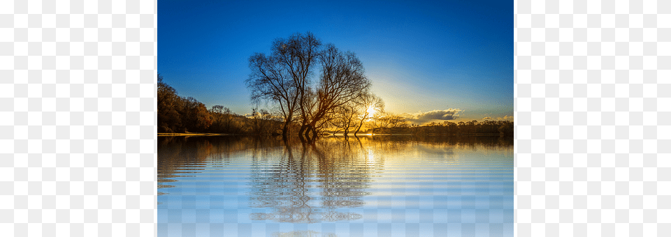Tree Lake, Nature, Outdoors, Sky Free Png Download