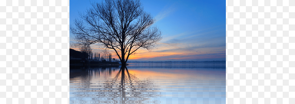 Tree Nature, Outdoors, Sky, Water Free Png Download