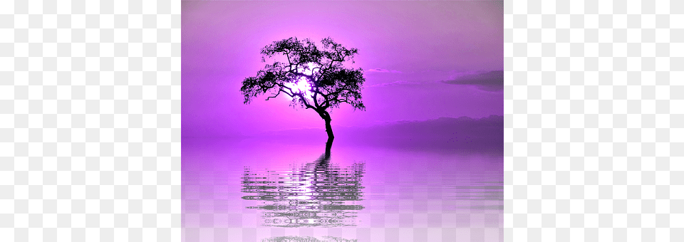Tree Plant, Purple, Silhouette, Nature Free Png Download