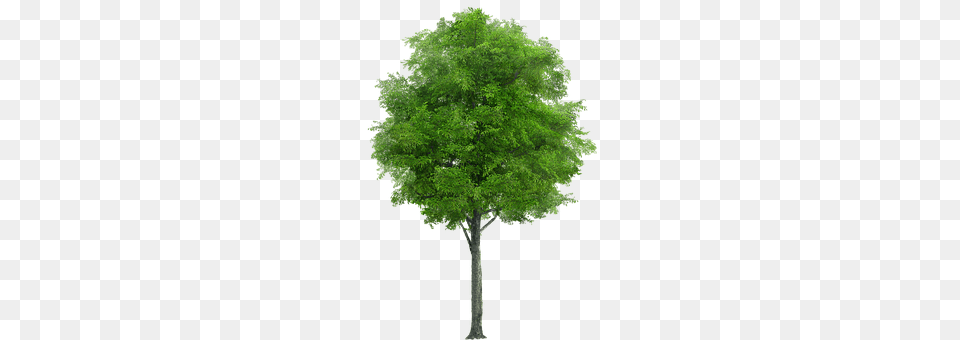 Tree Oak, Plant, Sycamore, Maple Free Png