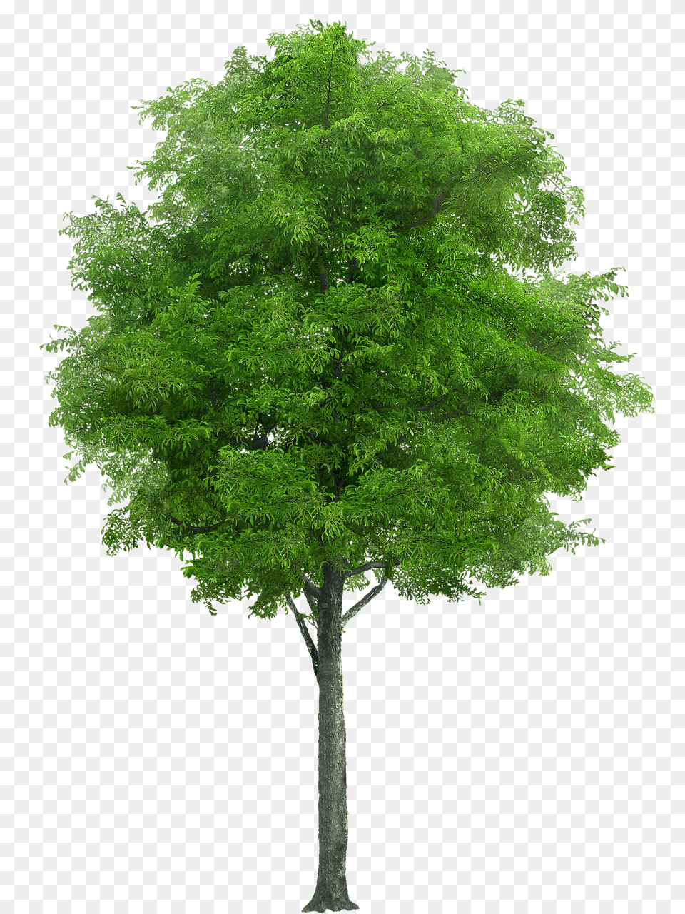 Tree Maple, Oak, Plant, Sycamore Free Png Download