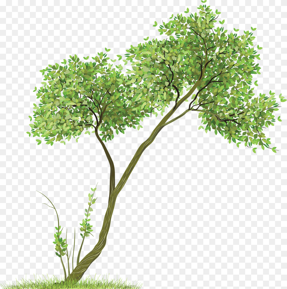 Tree, Oak, Plant, Sycamore, Tree Trunk Free Png Download