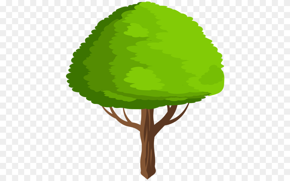 Tree, Green, Plant, Conifer, Pine Png Image