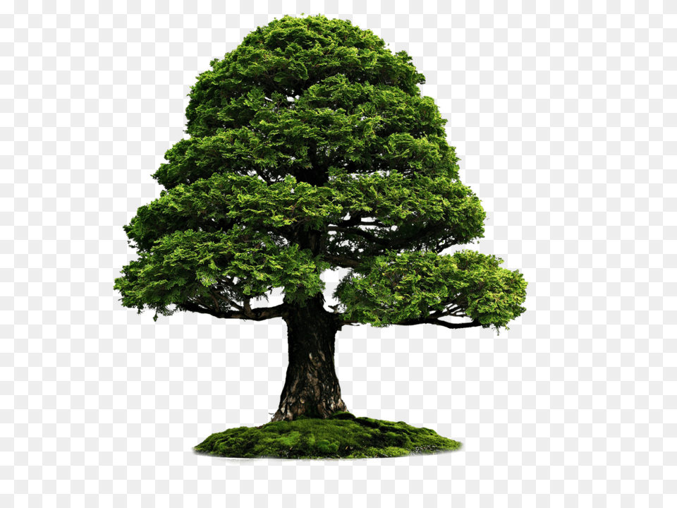 Tree, Green, Plant, Potted Plant, Conifer Free Png Download
