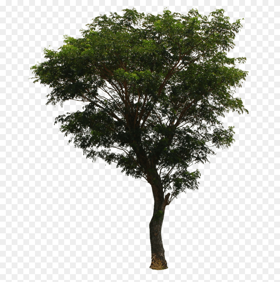 Tree, Oak, Plant, Sycamore, Tree Trunk Png