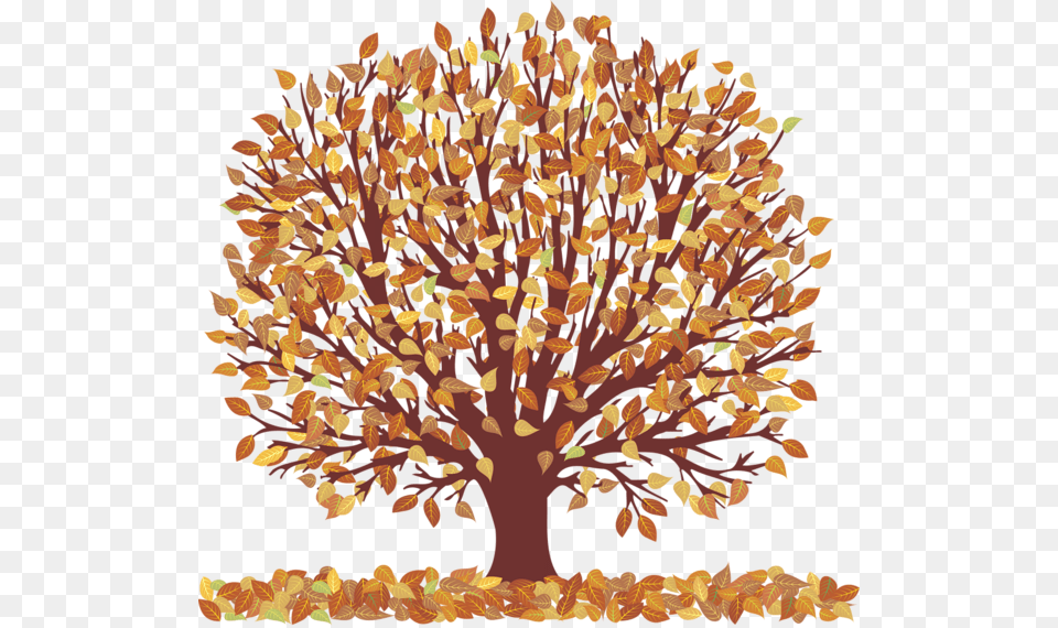 Tree, Oak, Plant, Sycamore, Tree Trunk Free Transparent Png