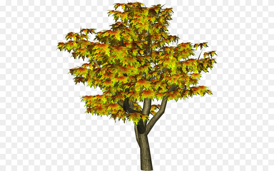 Tree, Leaf, Maple, Plant Free Png