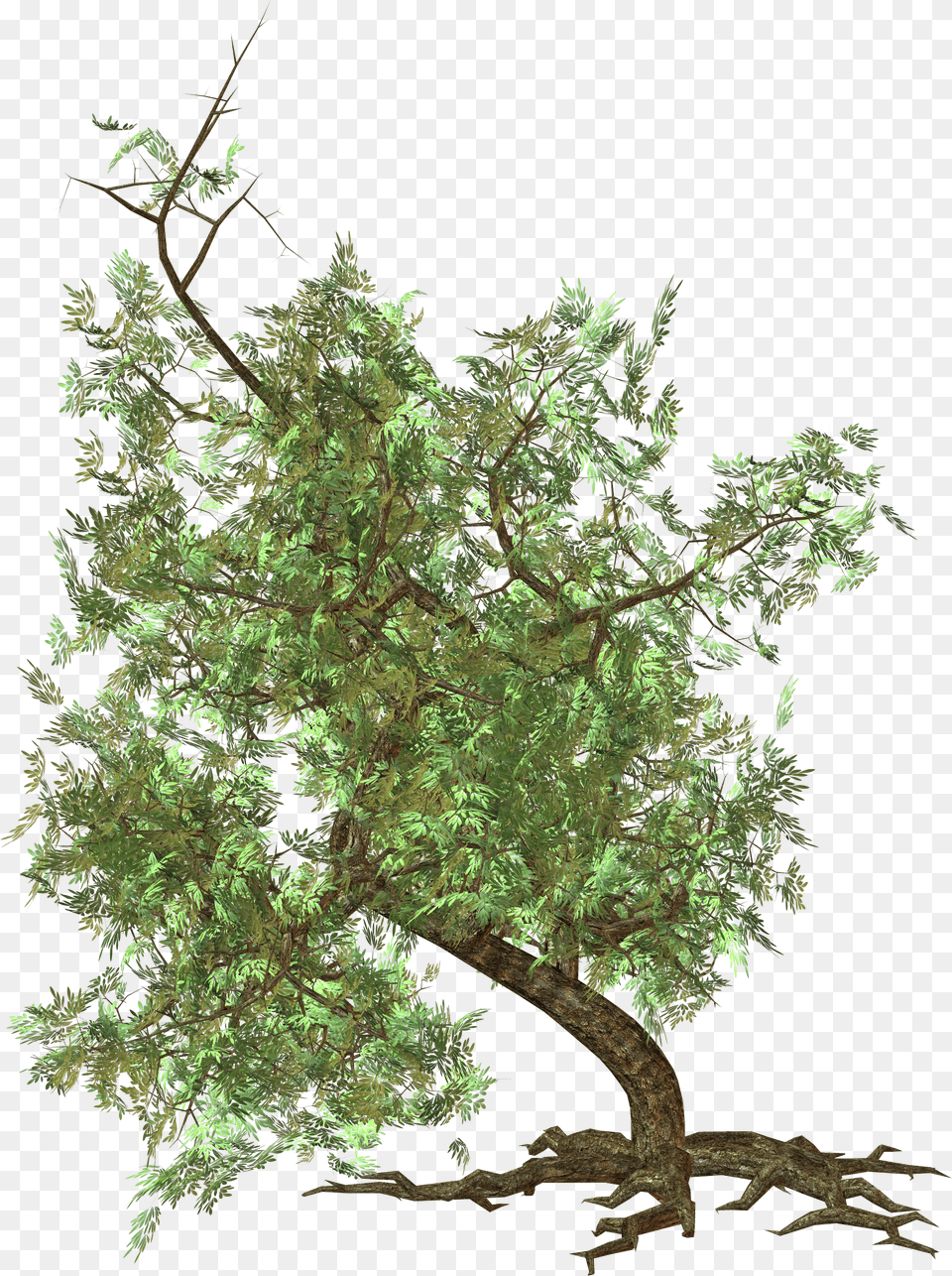 Tree Free Png