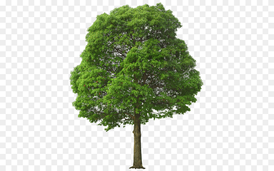 Tree, Oak, Plant, Sycamore, Tree Trunk Png Image