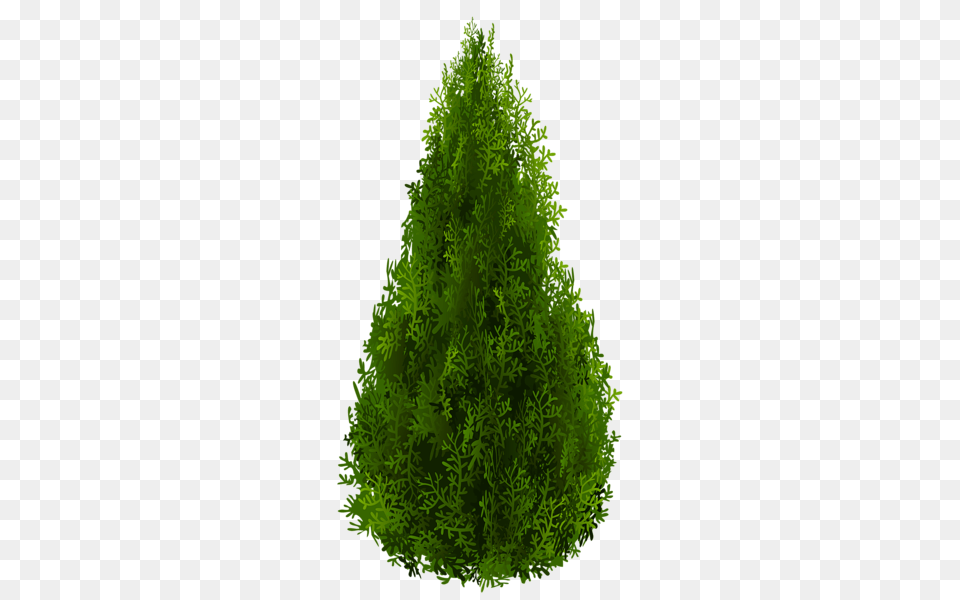 Tree, Conifer, Green, Plant, Vegetation Free Transparent Png