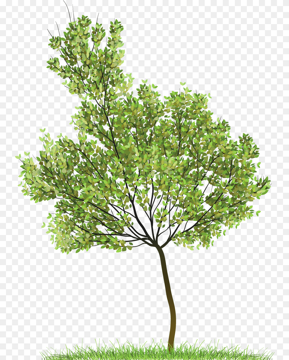 Tree, Oak, Plant, Sycamore, Tree Trunk Free Transparent Png