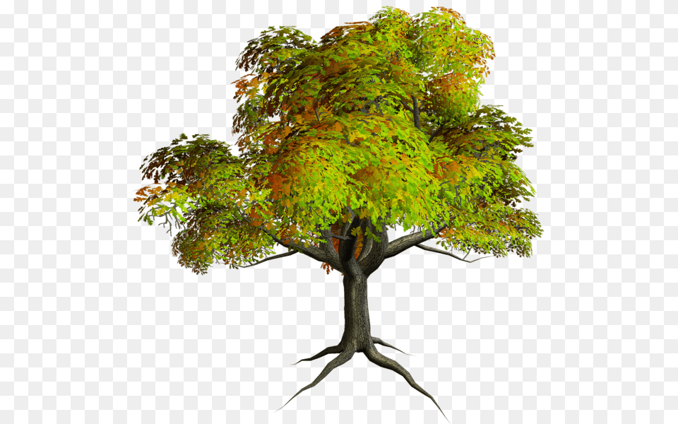 Tree, Leaf, Maple, Plant, Tree Trunk Free Png Download