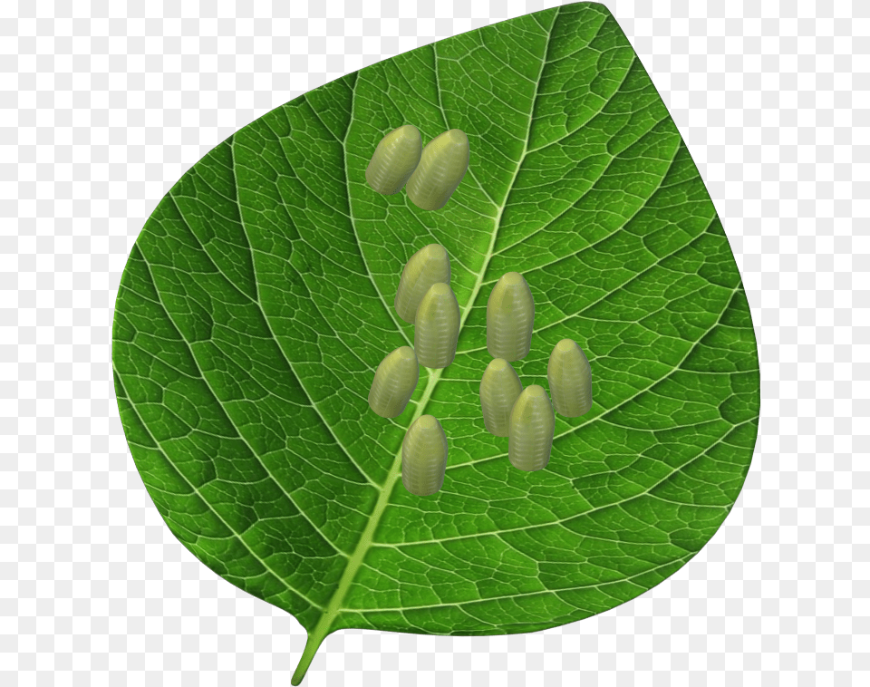 Tree, Green, Leaf, Plant, Animal Png Image