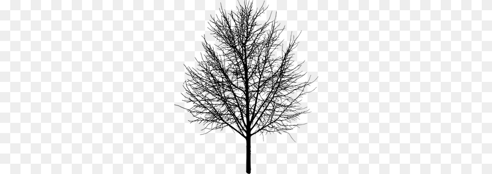 Tree Gray Png