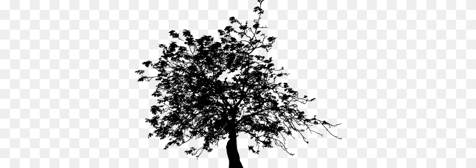 Tree Gray Png