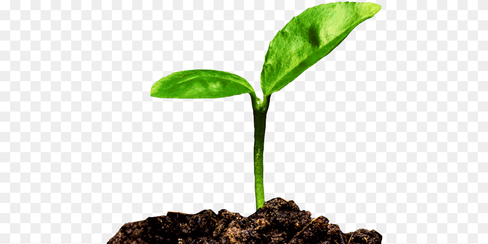 Tree, Leaf, Plant, Sprout, Soil Free Png