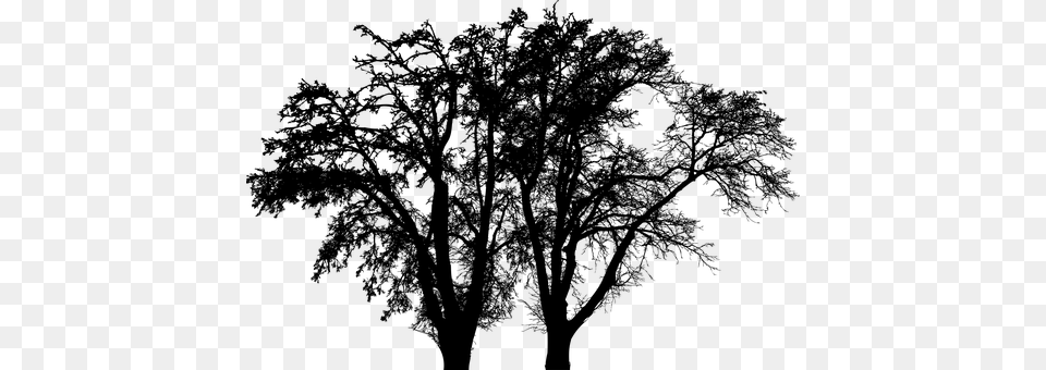 Tree Gray Png Image