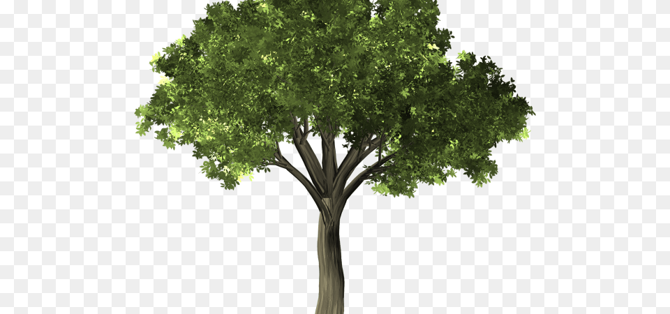 Tree, Sycamore, Oak, Tree Trunk, Plant Png