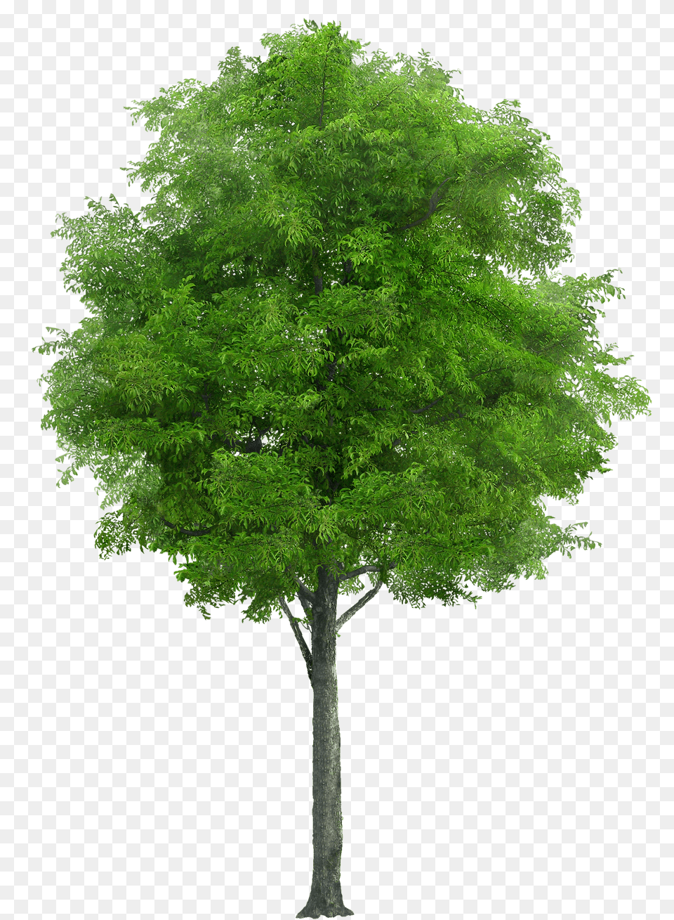 Tree, Oak, Plant, Sycamore, Maple Free Transparent Png