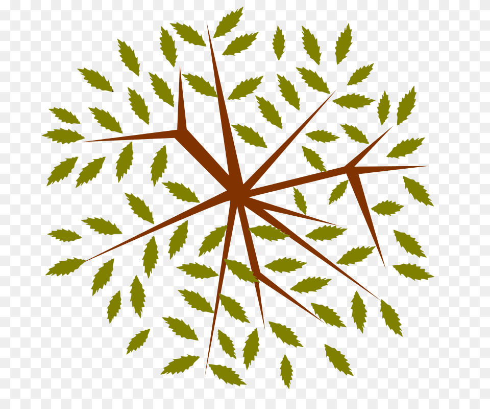 Tree, Leaf, Pattern, Plant, Outdoors Free Transparent Png