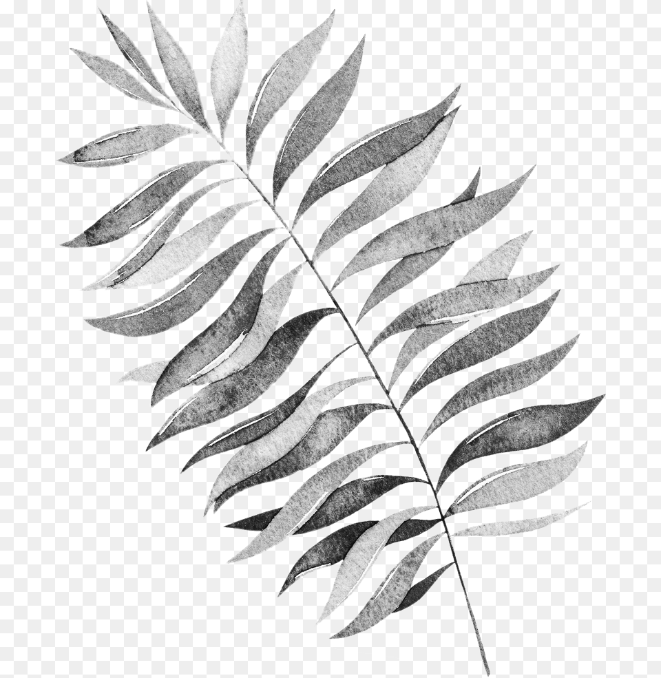 Tree, Fern, Leaf, Plant, Art Free Png