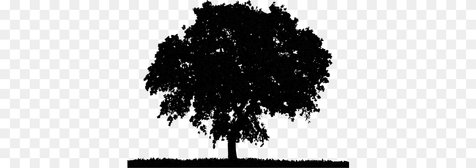 Tree Gray Free Png Download