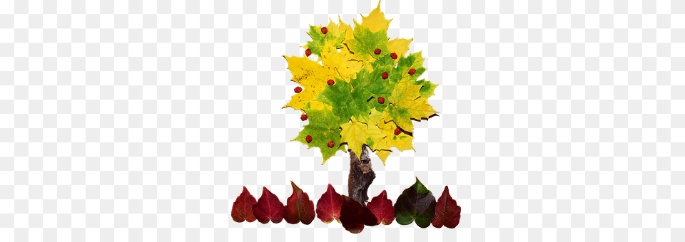 Tree Leaf, Plant, Maple, Oak Free Png Download