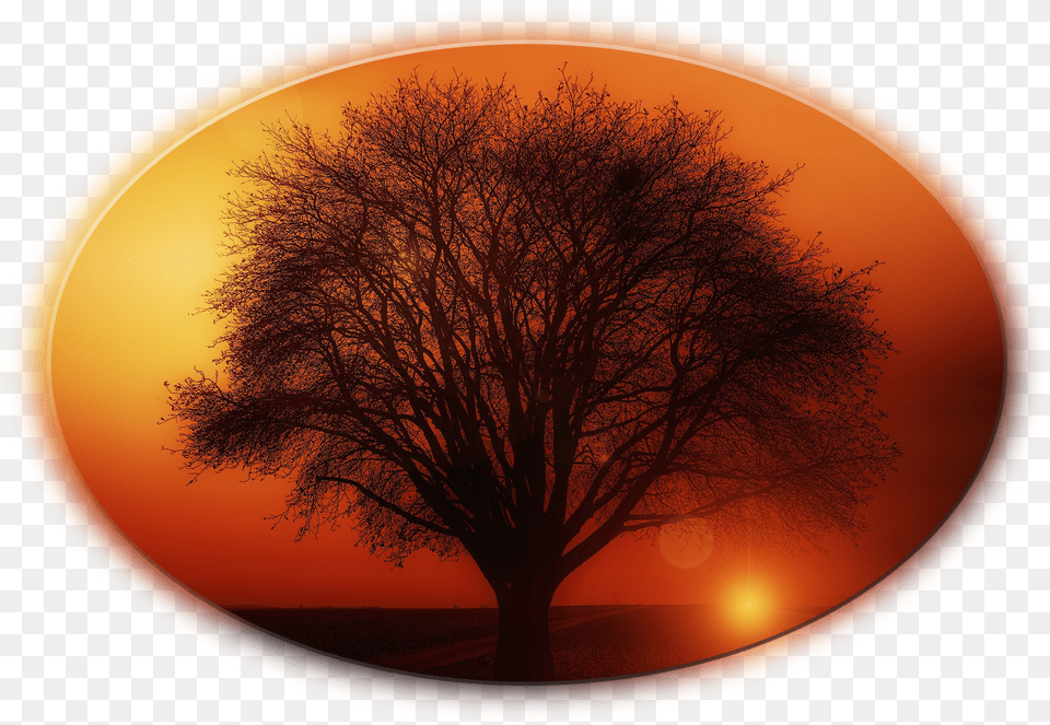 Tree, Nature, Outdoors, Plant, Sky Png Image