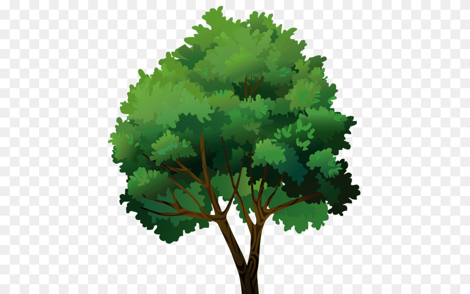 Tree, Oak, Plant, Sycamore, Green Png