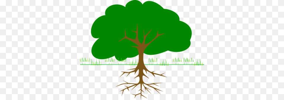 Tree Plant, Root, Vegetation Free Png