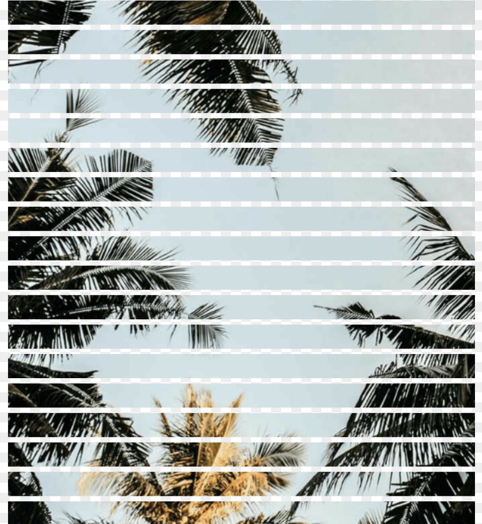 Tree, Home Decor, Palm Tree, Plant, Nature Png