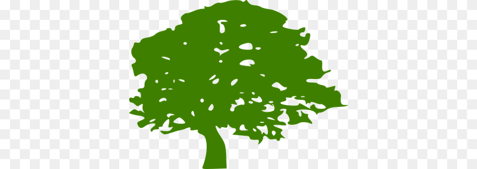 Tree Oak, Green, Sycamore, Plant Free Transparent Png