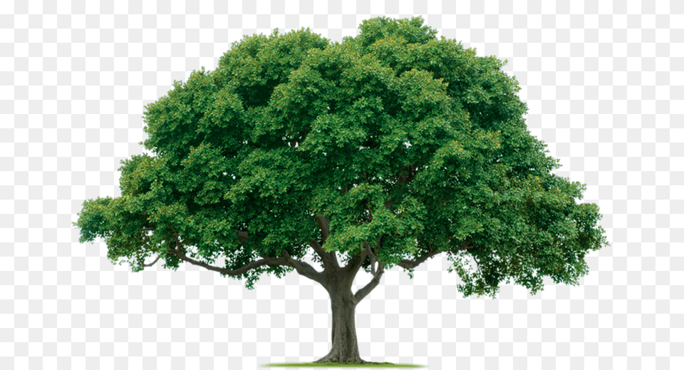 Tree, Oak, Plant, Sycamore, Maple Free Transparent Png