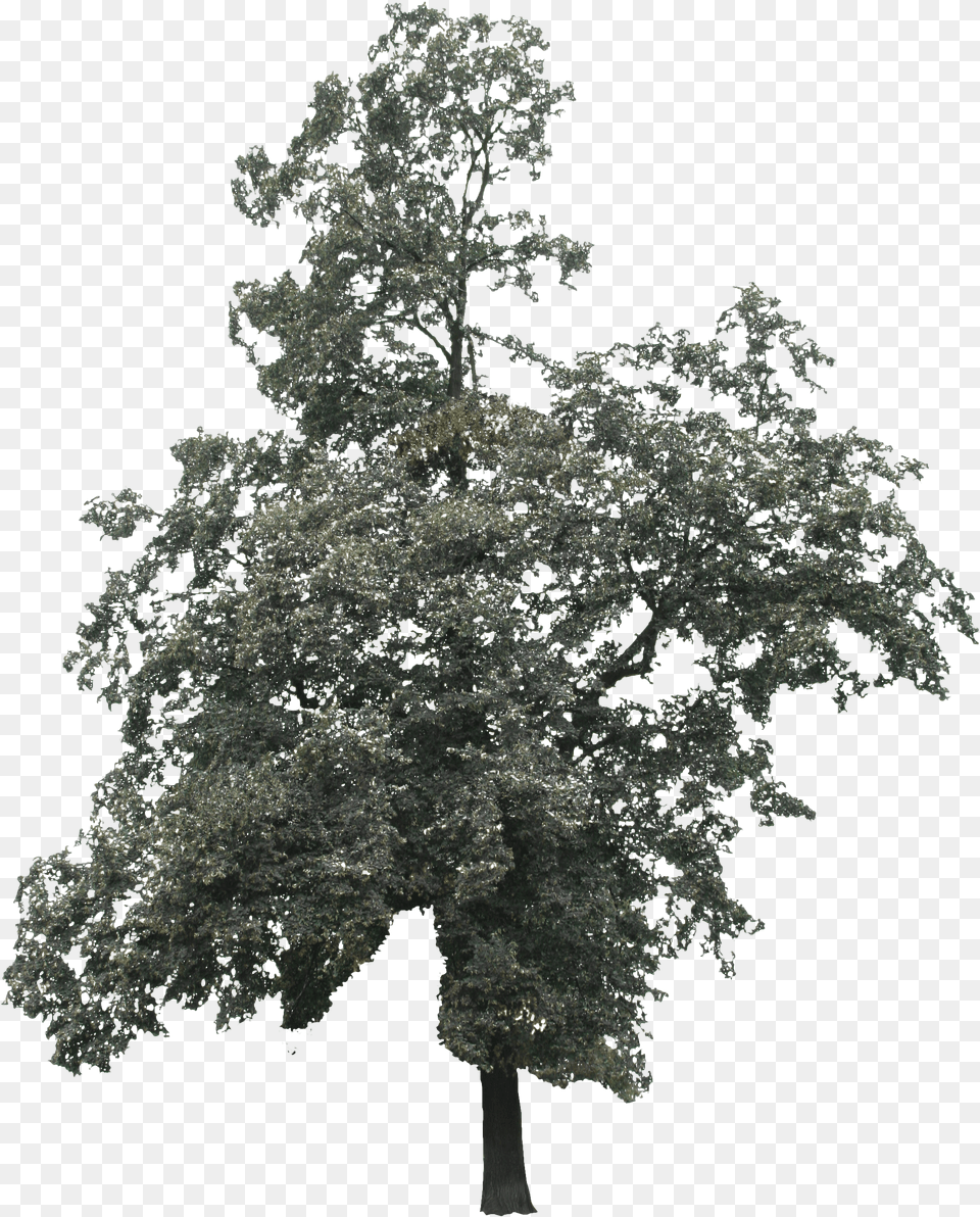 Tree 2d Black And White Png Image