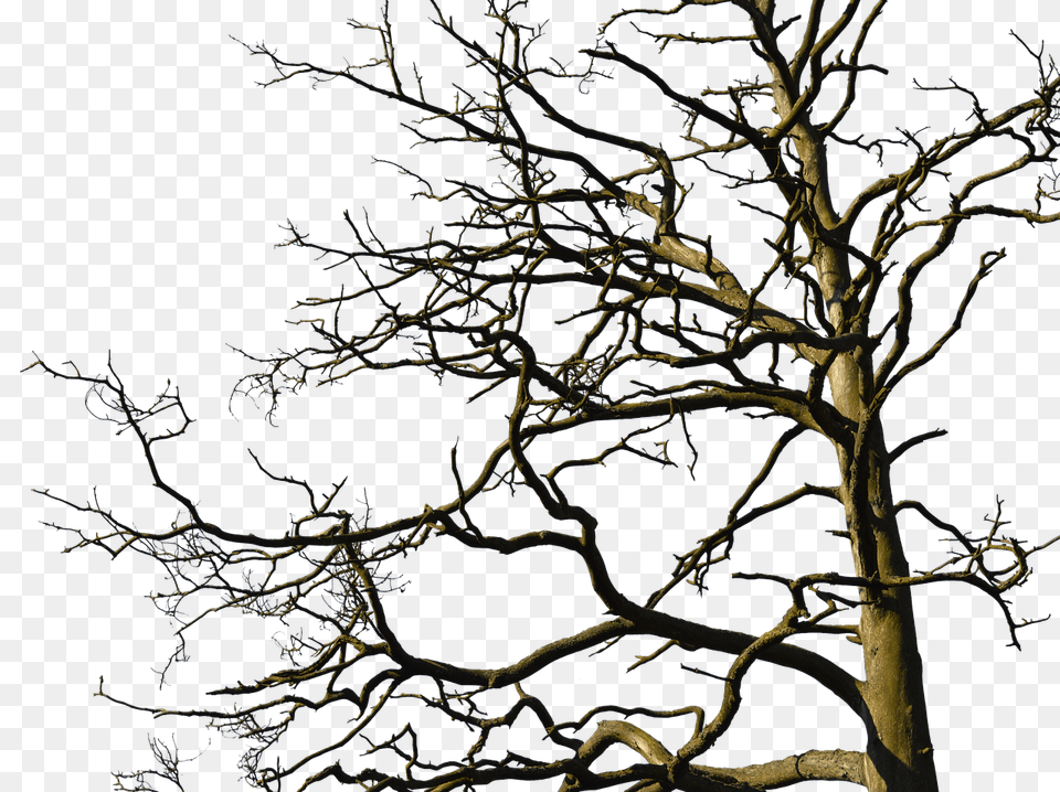 Tree Weather, Plant, Outdoors, Nature Free Png Download