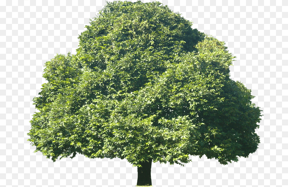 Tree, Maple, Oak, Plant, Sycamore Free Png Download