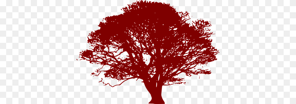 Tree Plant, Person, Art, Oak Png