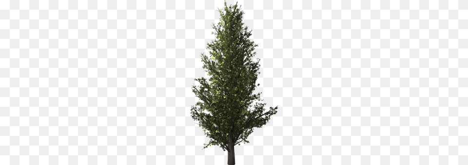 Tree Plant, Conifer, Fir, Pine Free Png