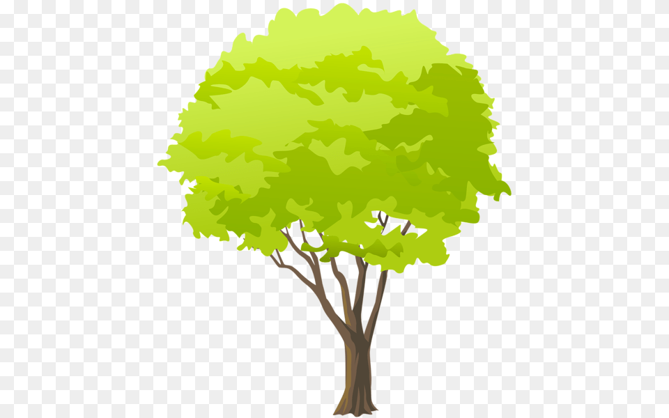 Tree, Oak, Plant, Sycamore, Maple Free Png