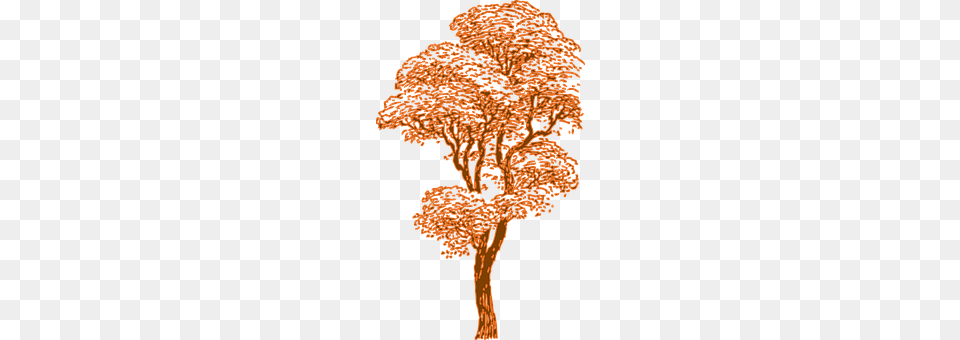Tree Oak, Plant, Sycamore, Tree Trunk Free Transparent Png