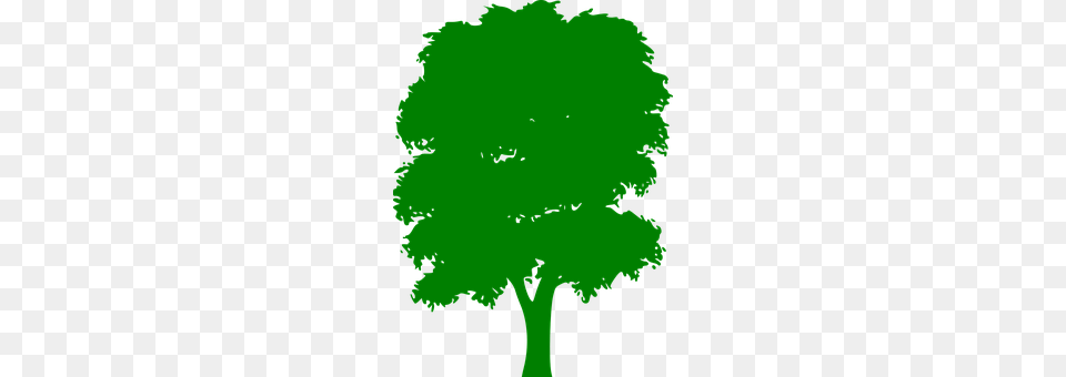 Tree Green, Plant, Oak, Sycamore Png