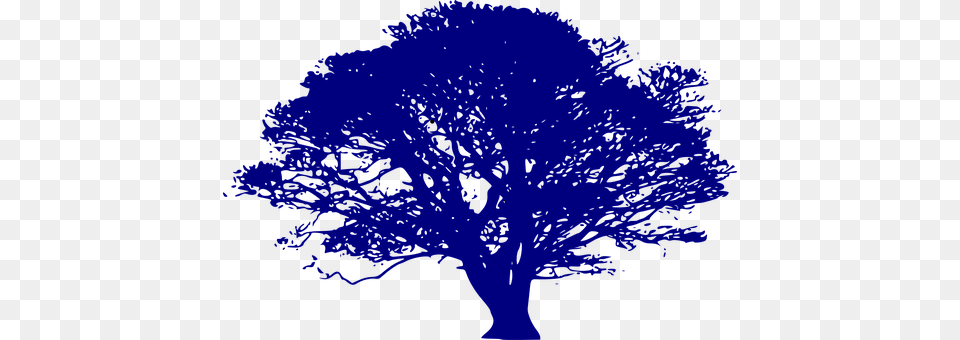 Tree Oak, Plant, Sycamore, Person Png Image