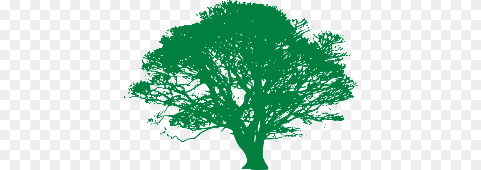 Tree Oak, Plant, Sycamore, Person Free Png