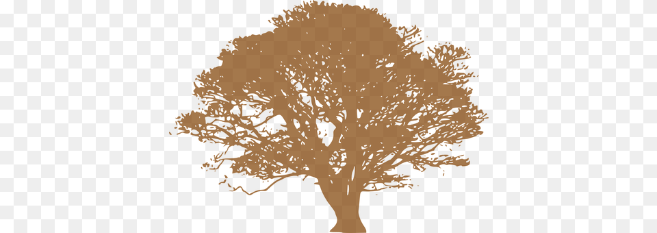 Tree Oak, Plant, Sycamore, Person Png